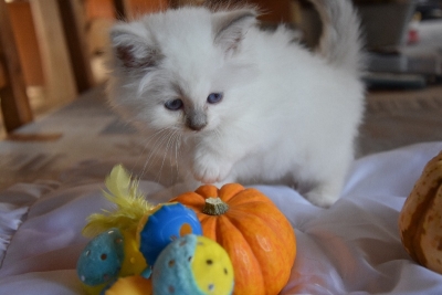 Photo don objet -Chaton sacre birmanie femelle a donner